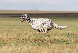 SETTER ANGLAIS 194